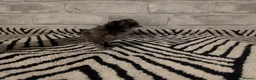 Chickens poultry for sale: Silkie Chicks mixed colours 17 left  in Hebburn - Advert 31