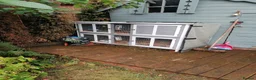 English Spot rabbits for sale: Female white and black spot rabbits  - Advert 2