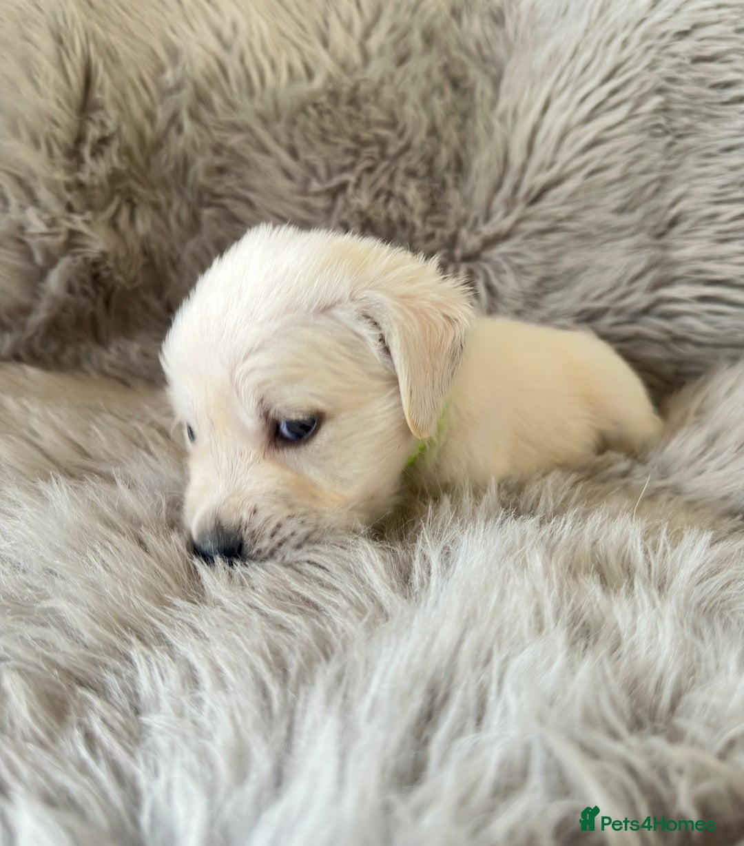 Golden Retriever dogs for sale: KC REGISTERED GOLDEN RETRIEVER PUPS - Image 20