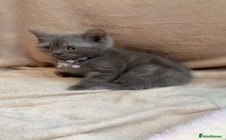 British Shorthair cats - Advert 11