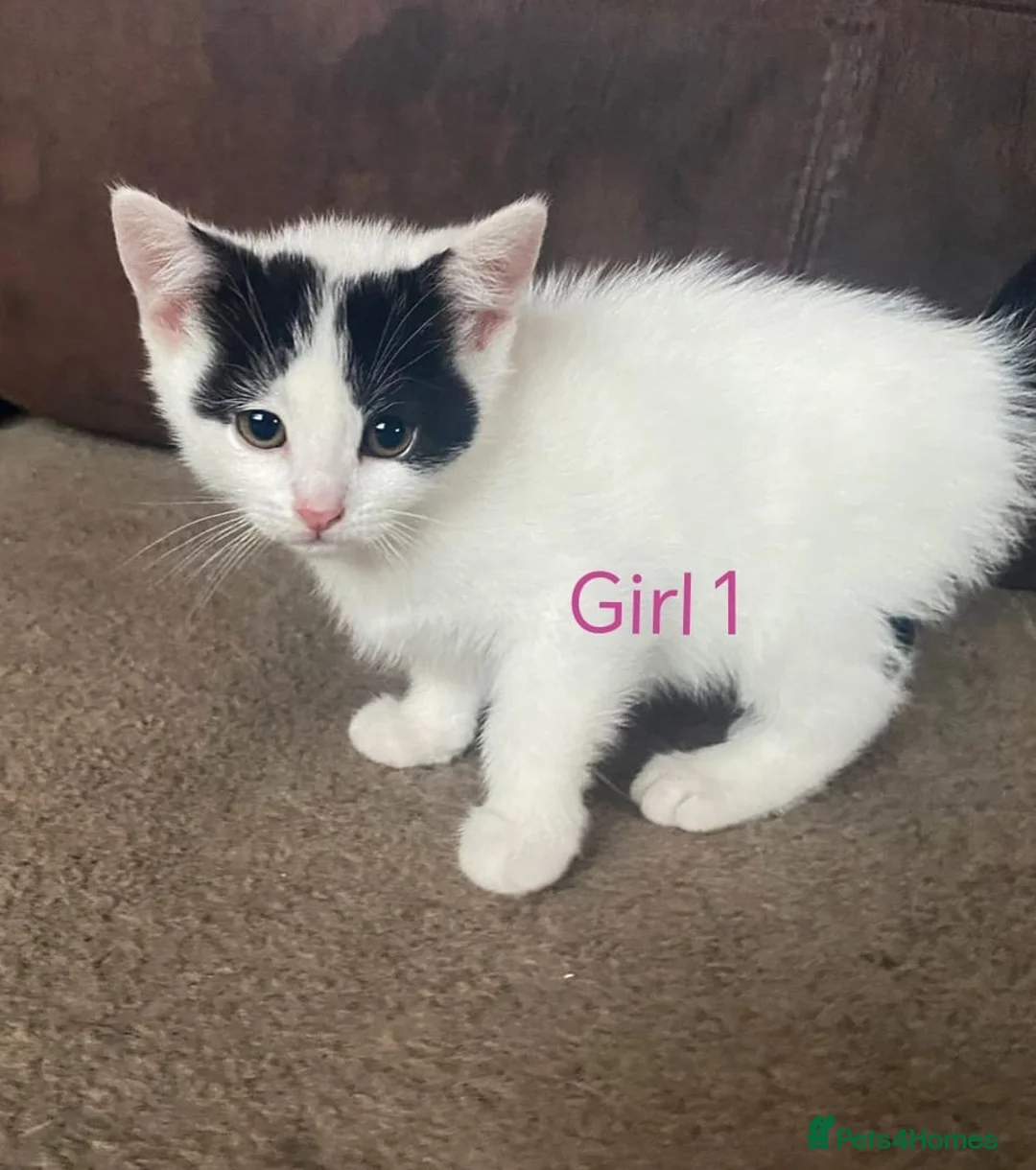 Mixed Breed cats for sale: 💛kittens💛 - Advert 1