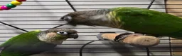 Conures birds for sale: breeding pair of conures in Dover - Advert 1