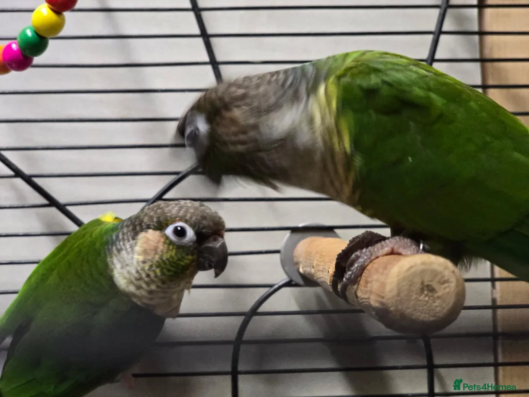 Conures birds for sale: breeding pair of conures in Dover - Advert 1