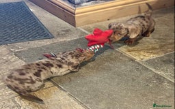 Miniature Dachshund dogs for sale: Stunning Miniature Smooth Dachshunds - Image 29