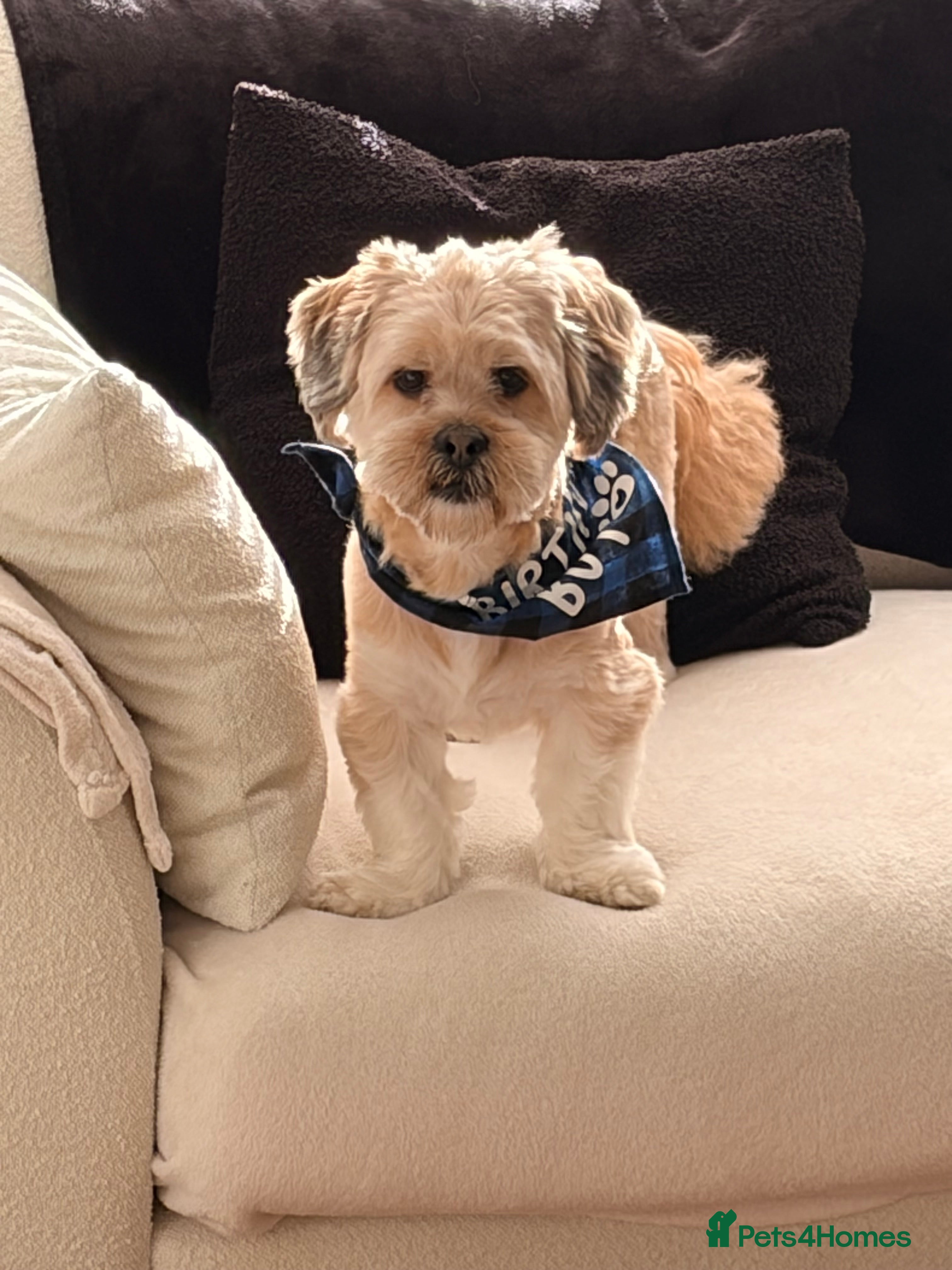 Lhasa Apso dogs Lhasa apso male 4 years - Advert 18
