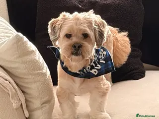 Lhasa Apso dogs Lhasa apso male 4 years - Advert 2