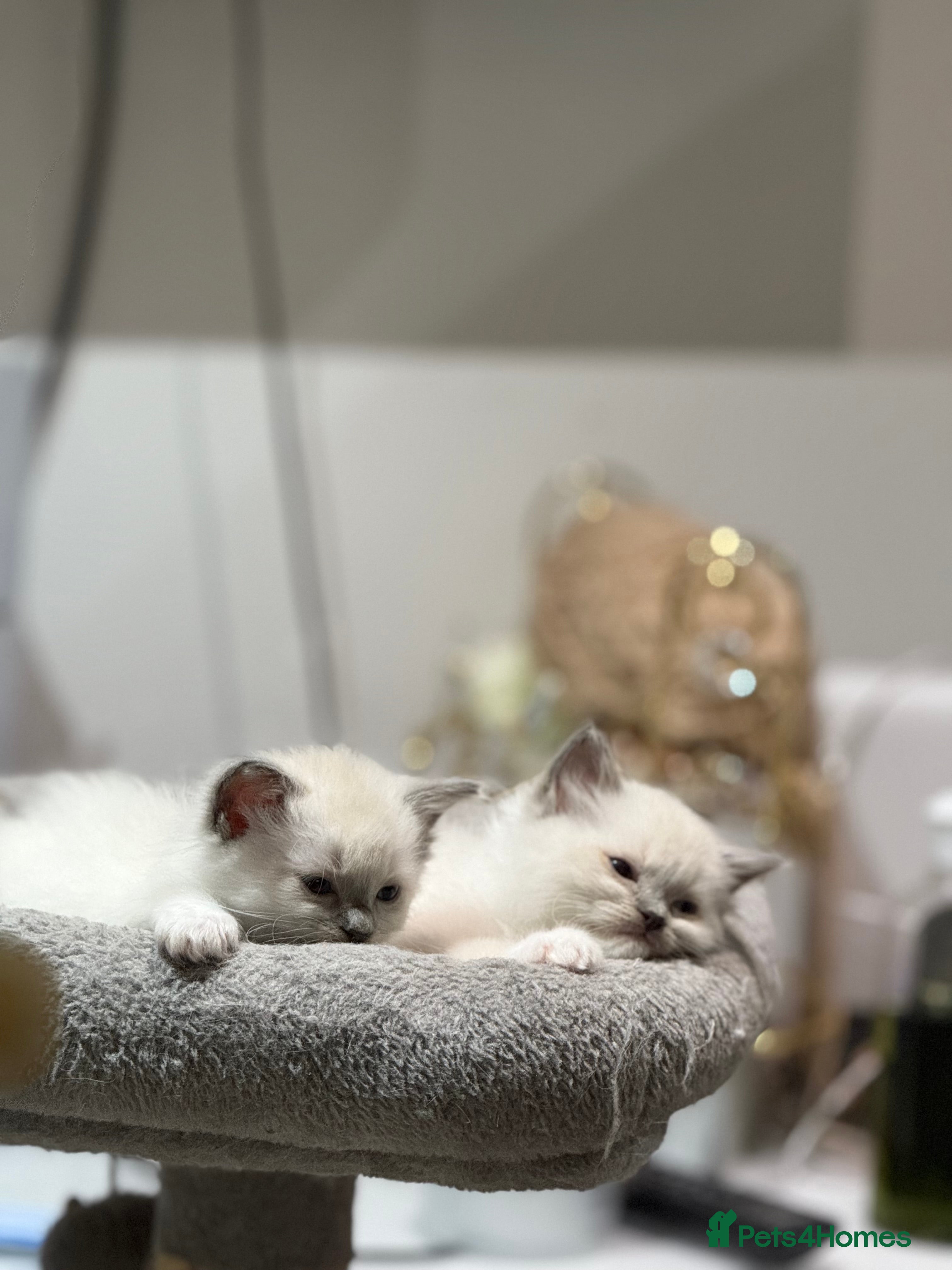 Ragdoll cats !!READY TO LEAVE!! beautiful ragdoll kittens - Advert 2