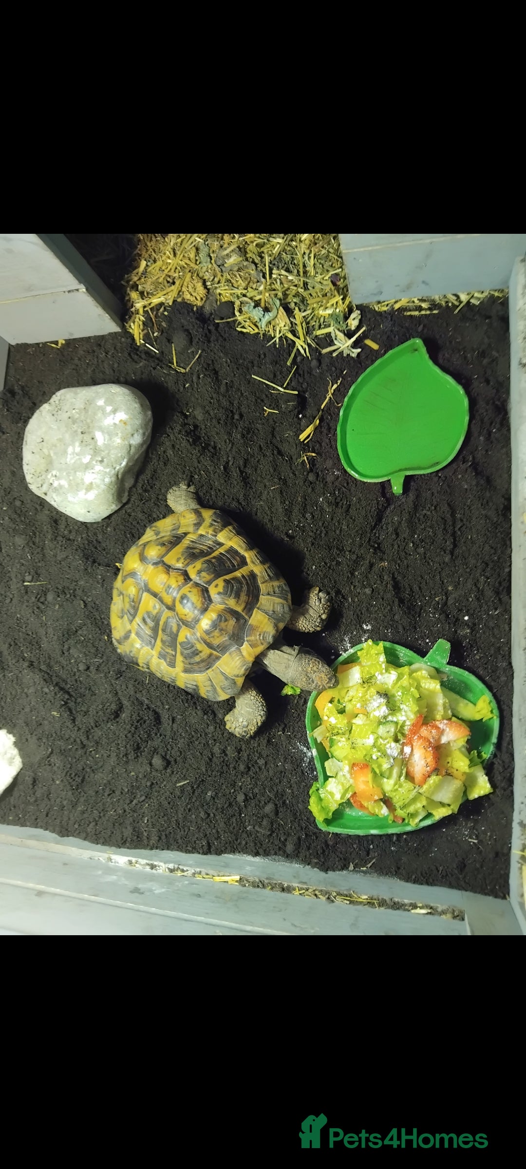Hermann Tortoise reptiles Herman tortoise  - Advert 1