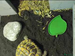 Hermann Tortoise reptiles Herman tortoise - Advert 3