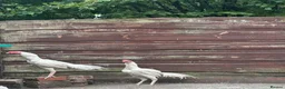 Mixed Breed poultry for sale: Aseel - Advert 3