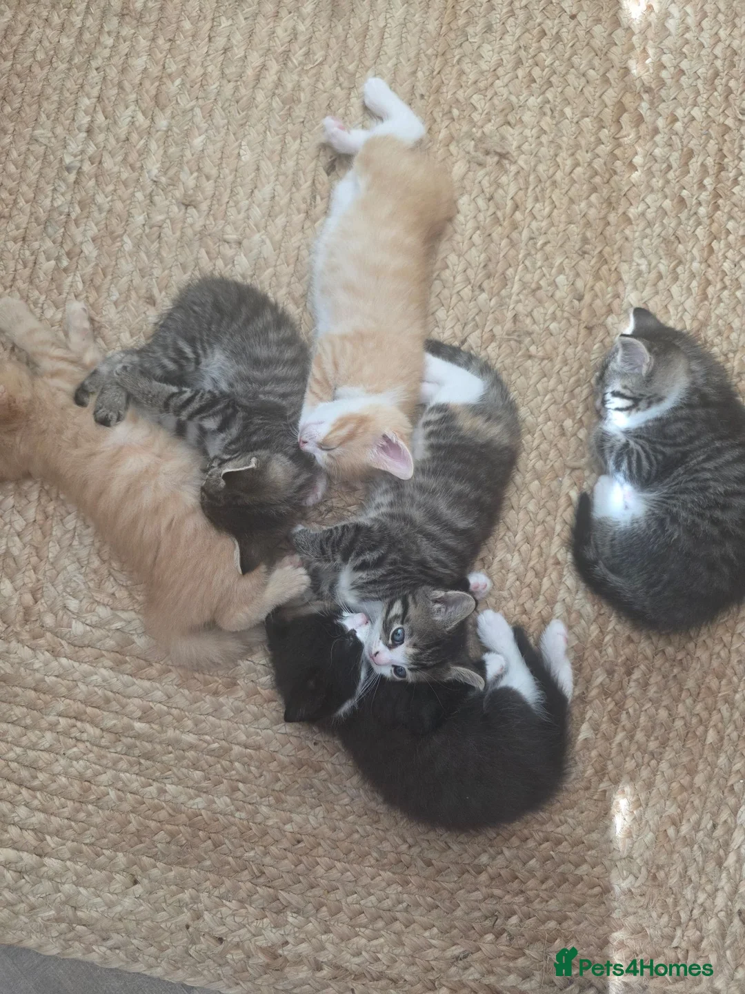 Mixed Breed cats for sale: Kittens - Advert 8