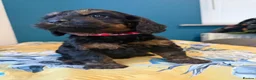 Cockapoo dogs for sale: Gorgeous F1 puppies for sale - Advert 15