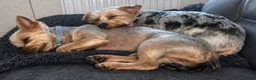 Yorkshire Terrier dogs for sale: Beautiful Merle Yorkshire terrier puppies  in Stoke-on-Trent - Advert 7