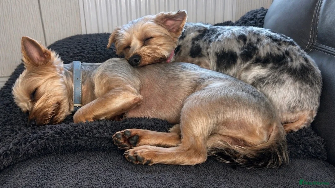 Yorkshire Terrier dogs for sale: Beautiful Merle Yorkshire terrier puppies  in Stoke-on-Trent - Advert 7