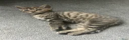 Bengal cats for sale: Bengal kittens  - Advert 4