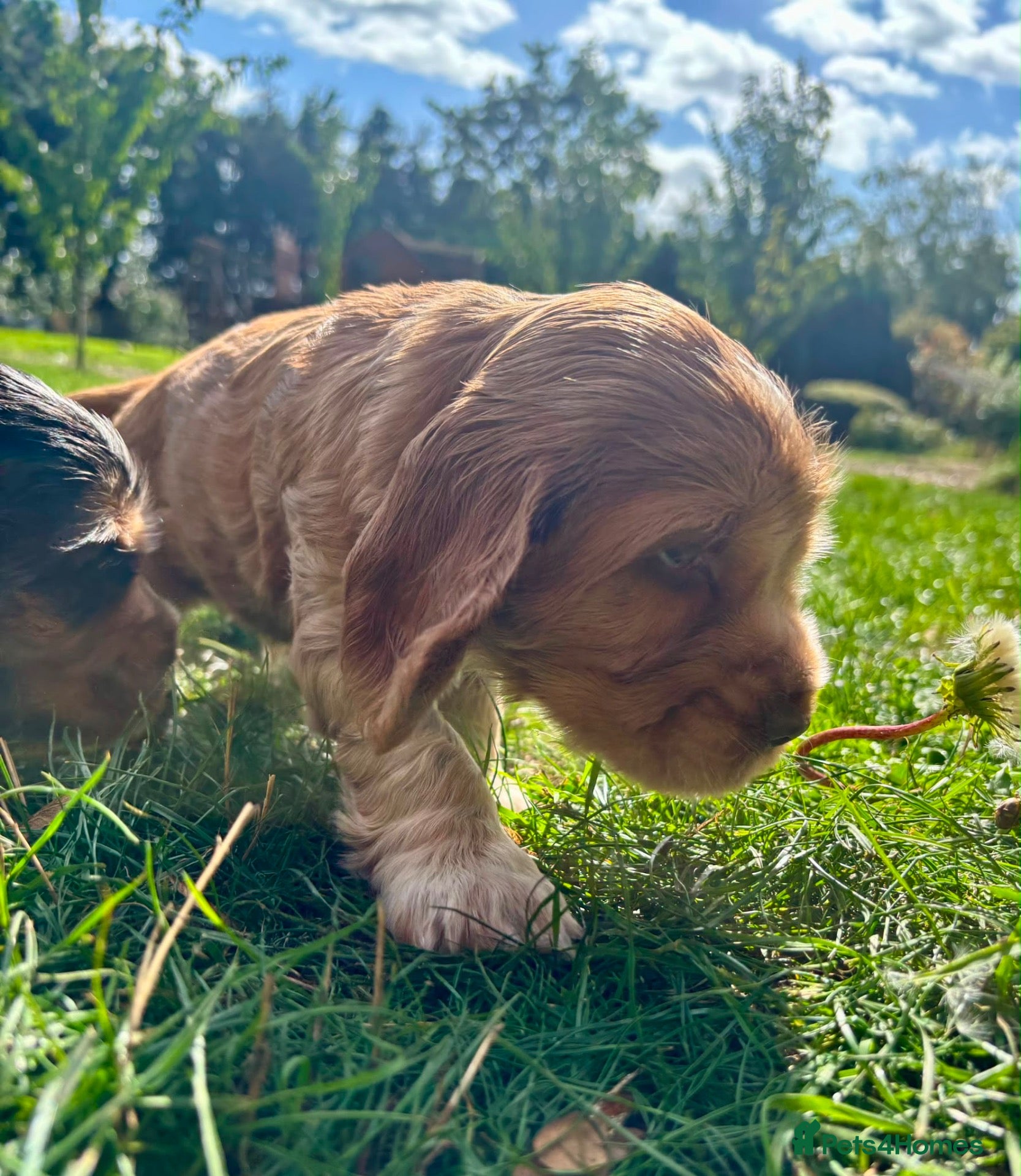 Cocker Spaniel dogs Champion Bloodlines Show Type Cocker Spaniels - Advert 2