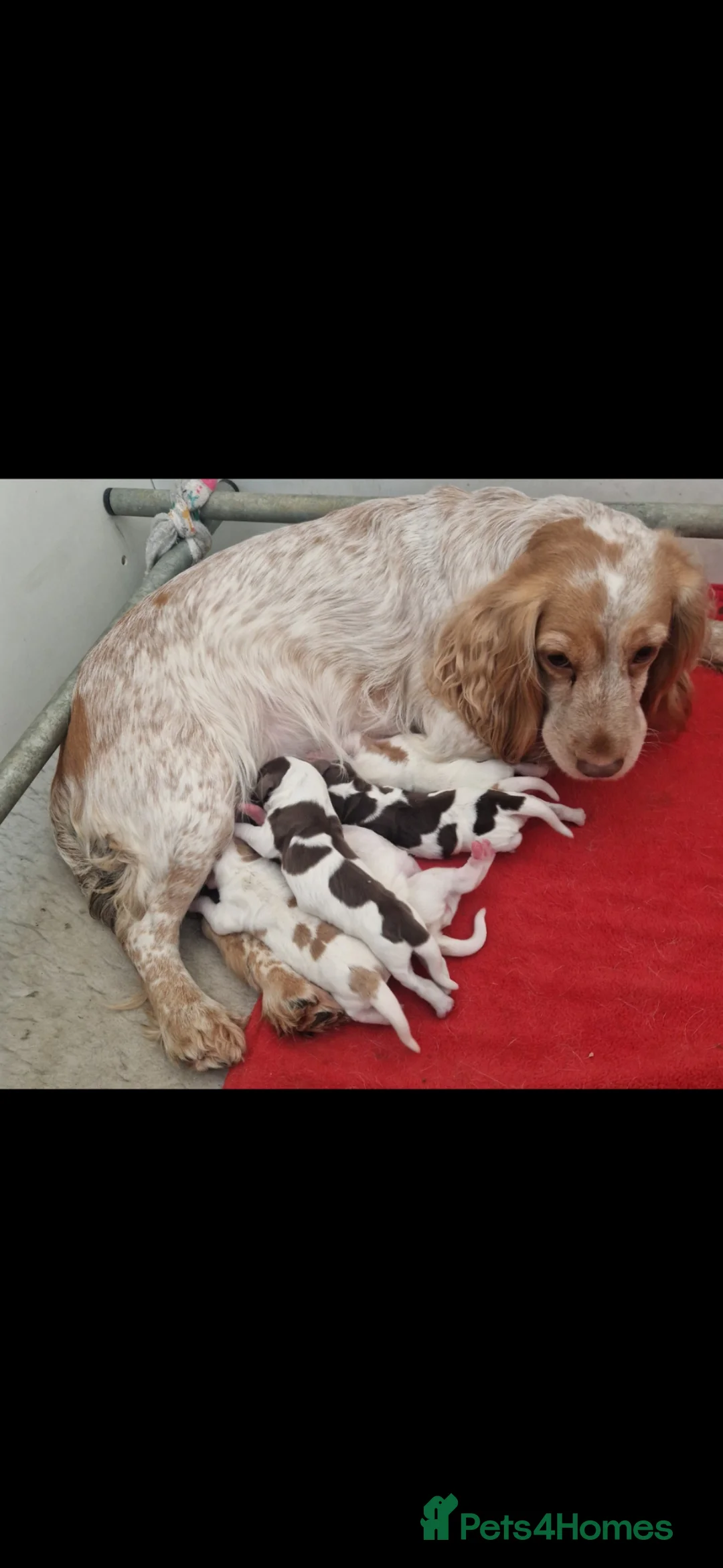Cocker Spaniel dogs for sale: Kc registered working cockers  - Advert 35