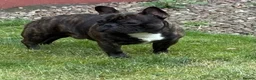 French Bulldog dogs for stud: Standard red brindle stud  - Advert 6