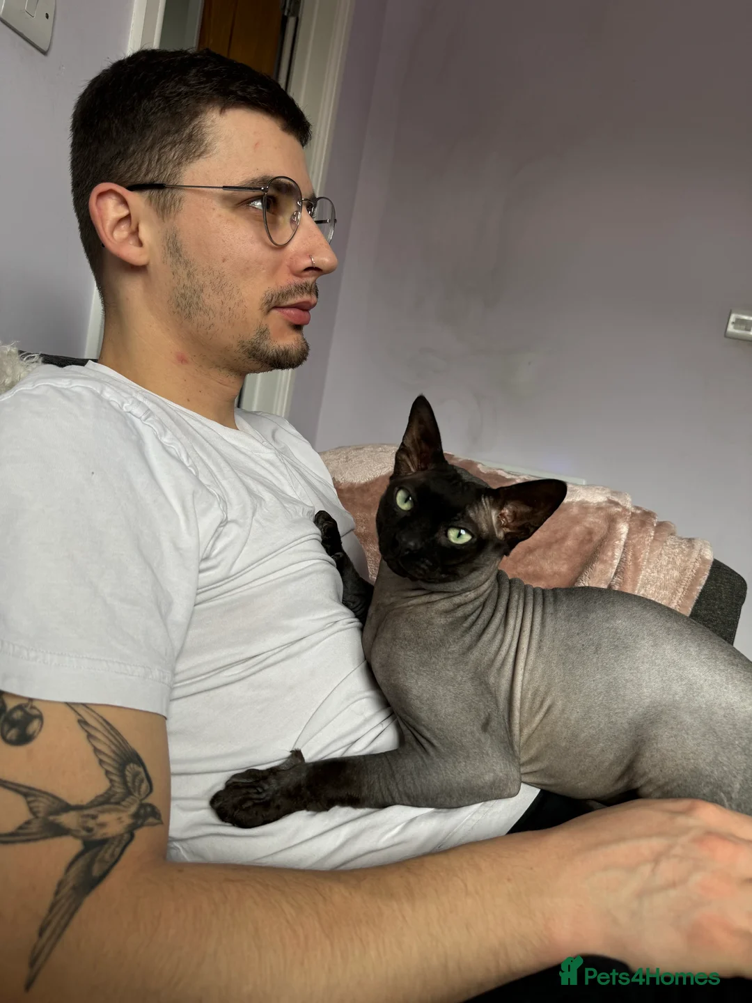 Sphynx cats for stud: Young male sphynx cat for stud in Milton Keynes - Advert 7