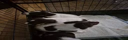 English Springer Spaniel dogs for sale: ​Working Springer Spaniel Bitches – Ready Soon!  - Advert 18