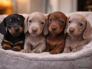 Miniature Dachshund dogs Miniature dachshunds - Advert 15