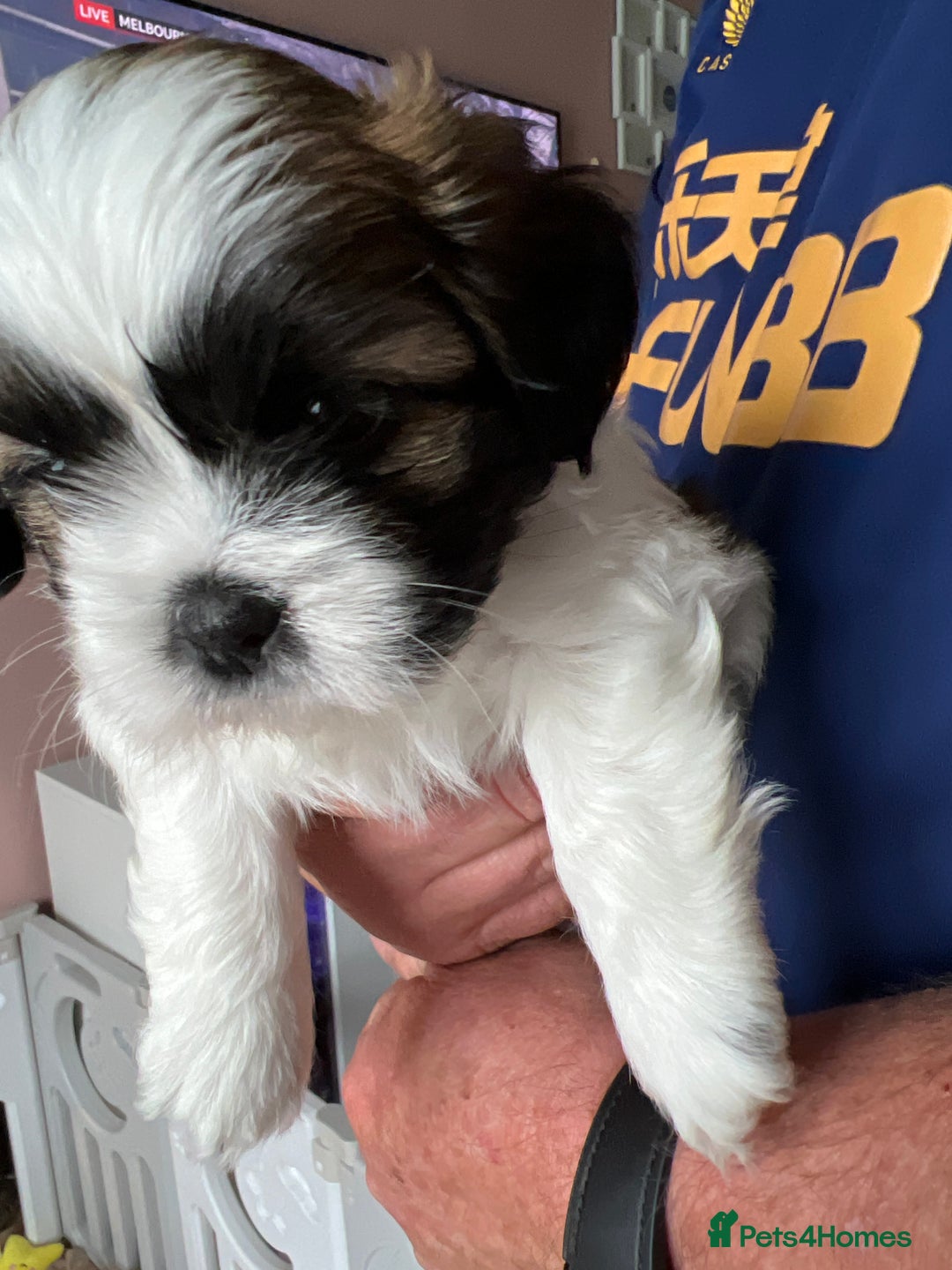Lhasa Apso dogs for sale: Adorable babies  - Image 8