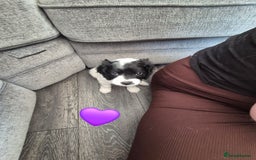 Cockalier dogs for sale: Cavalier king Charles spaniel x cocker spaniel  - Image 16