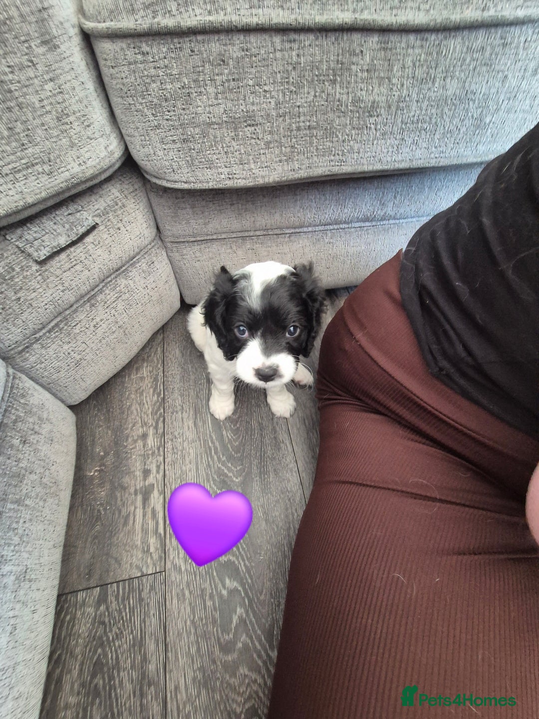Cockalier dogs for sale: Cavalier king Charles spaniel x cocker spaniel  - Image 16