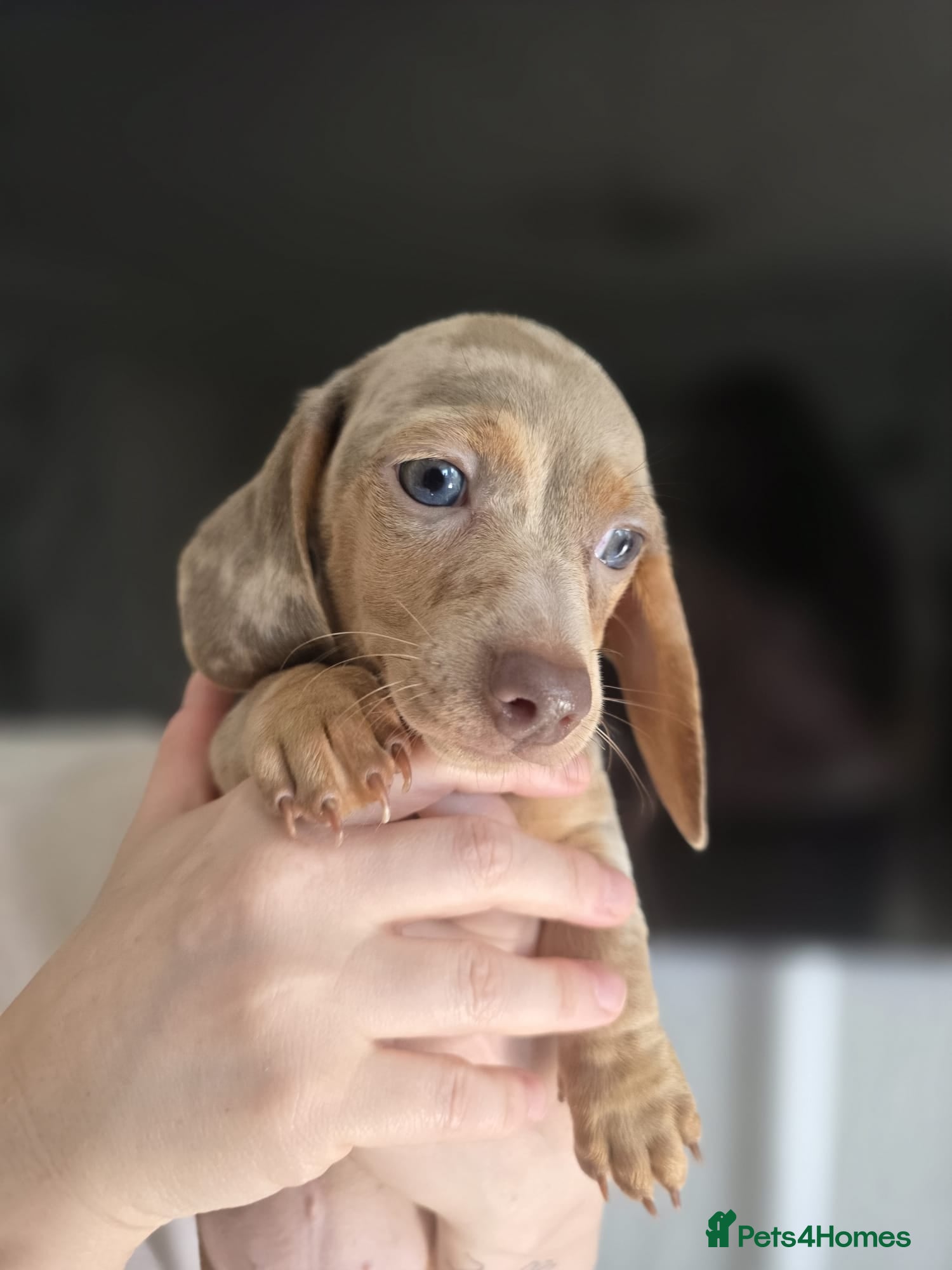Miniature Dachshund dogs for sale: Stunnung miniature Dachshund  in Slough - Advert 7