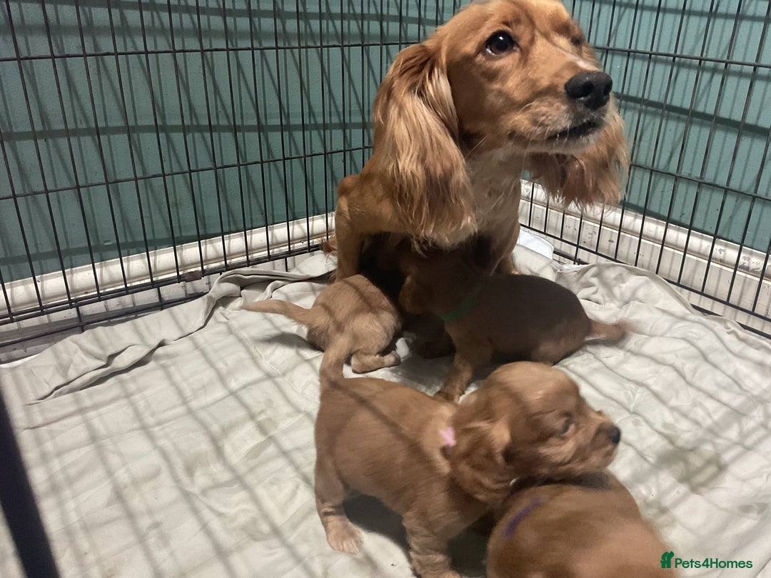 Cocker Spaniel dogs for sale: Kc cocker spaniel puppies - Advert 9