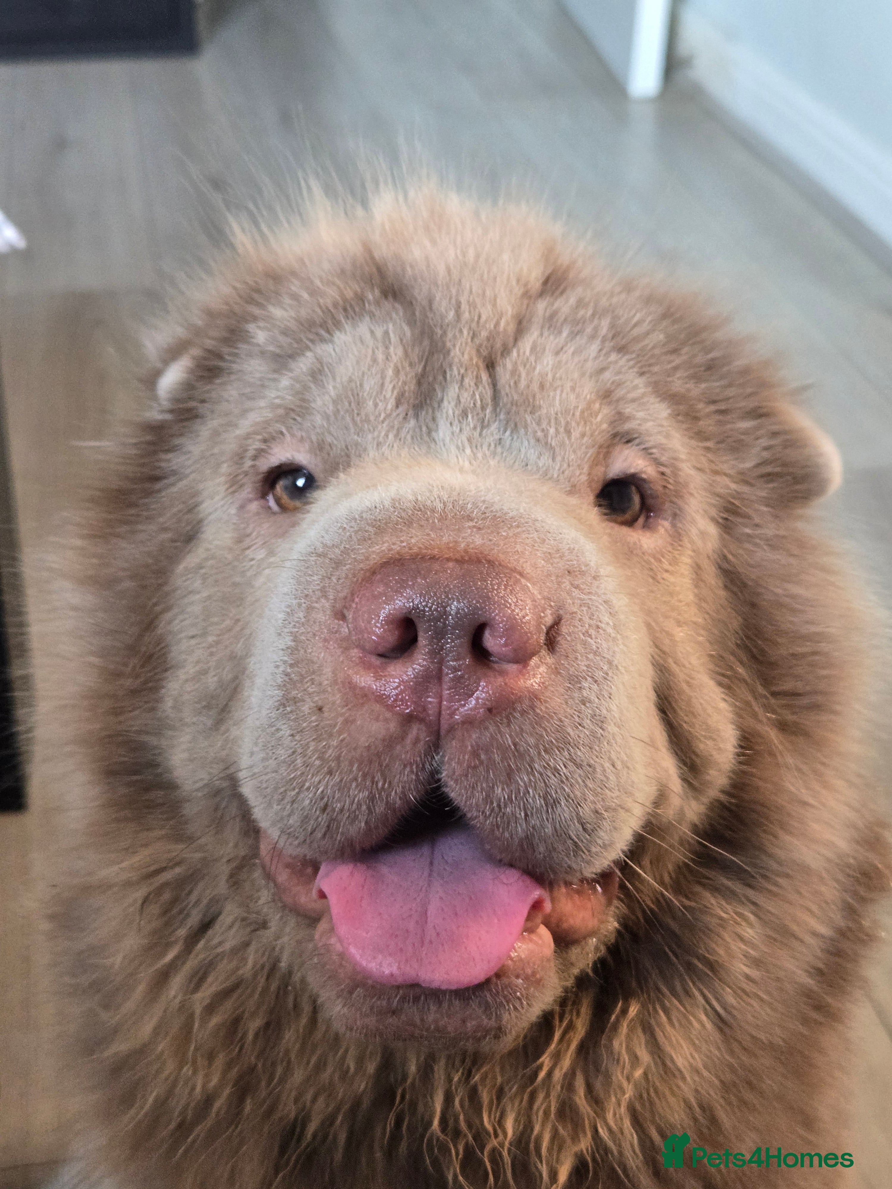 Shar Pei dogs Beautiful Bear Coat Shar Pei for stud🔥🔥🔥 - Advert 8