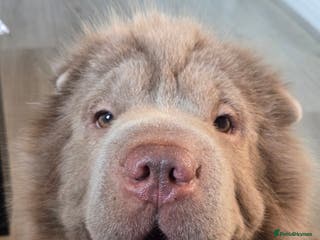 Shar Pei dogs Beautiful Bear Coat Shar Pei for stud🔥🔥🔥 - Advert 8