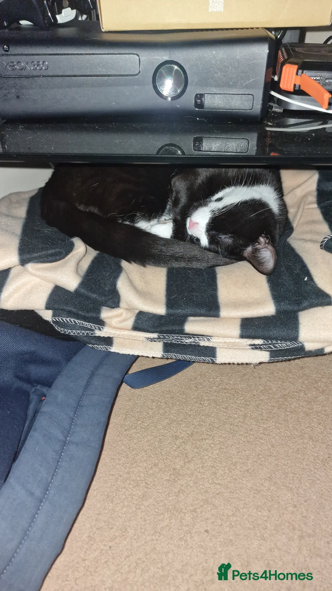Mixed Breed cats for sale: Finnley - Advert 6