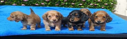 Dachshund dogs for sale: LONG HAIRED MINI PRA KC REG SHADED CREAMS  - Advert 1
