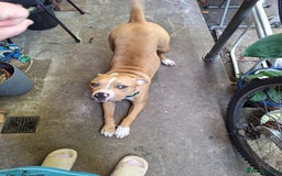 American Bulldog dogs for sale: Stunning American bulldog  - Image 3