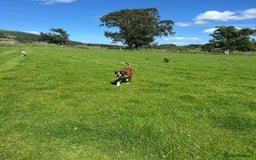 Boxer dogs for stud: Vinnie the Boxer - Image 7