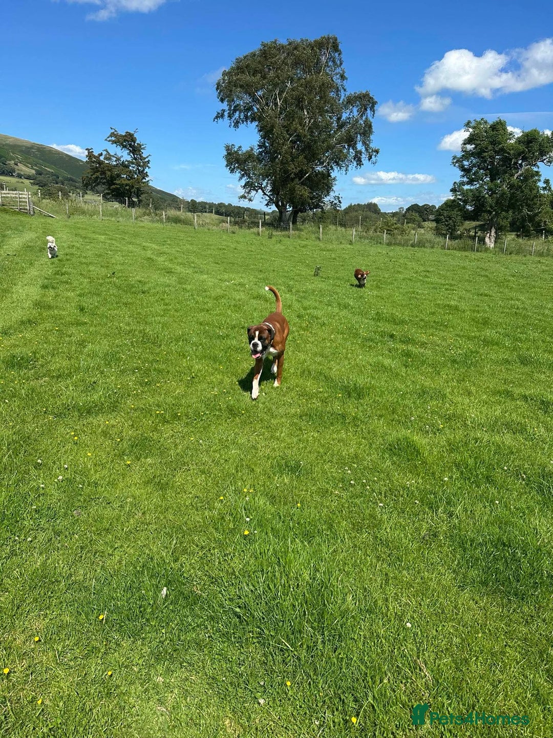 Boxer dogs for stud: Vinnie the Boxer - Image 7