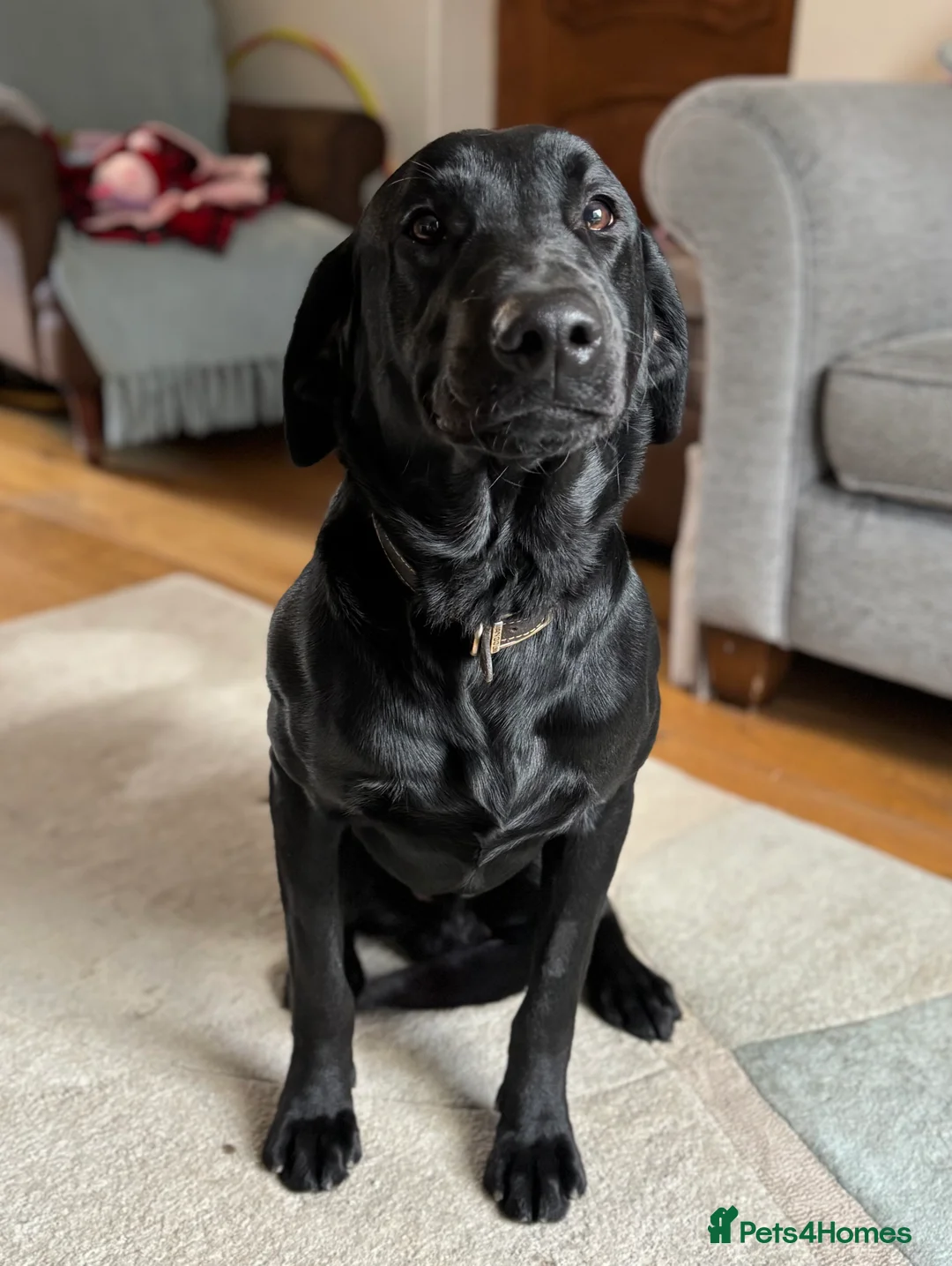 Labrador Retriever dogs for sale: Ready now! Beautiful Labrador pups (KC Reg) - Advert 17