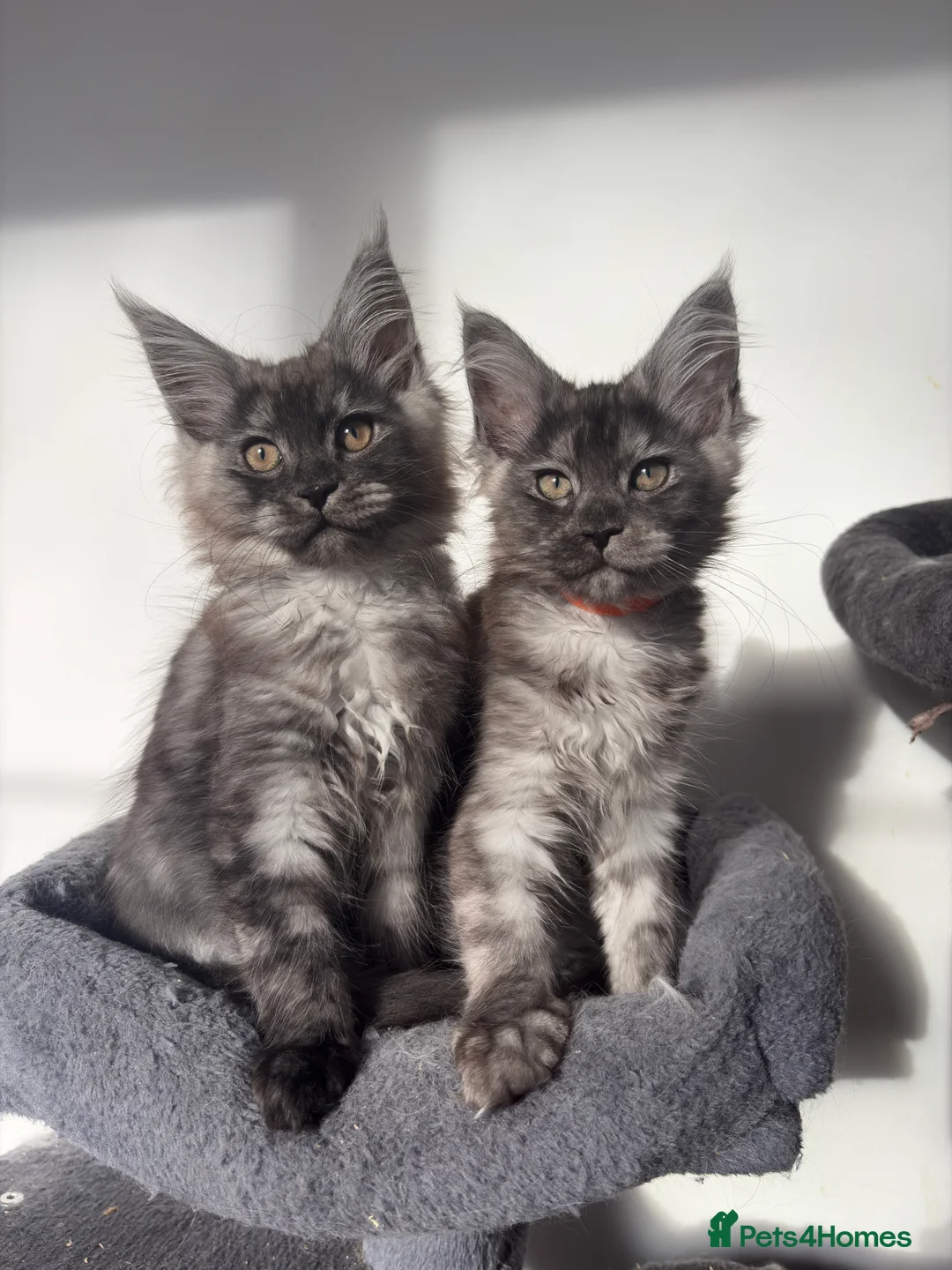 Maine Coon cats for sale: Maine Coon Kittens  - Advert 1