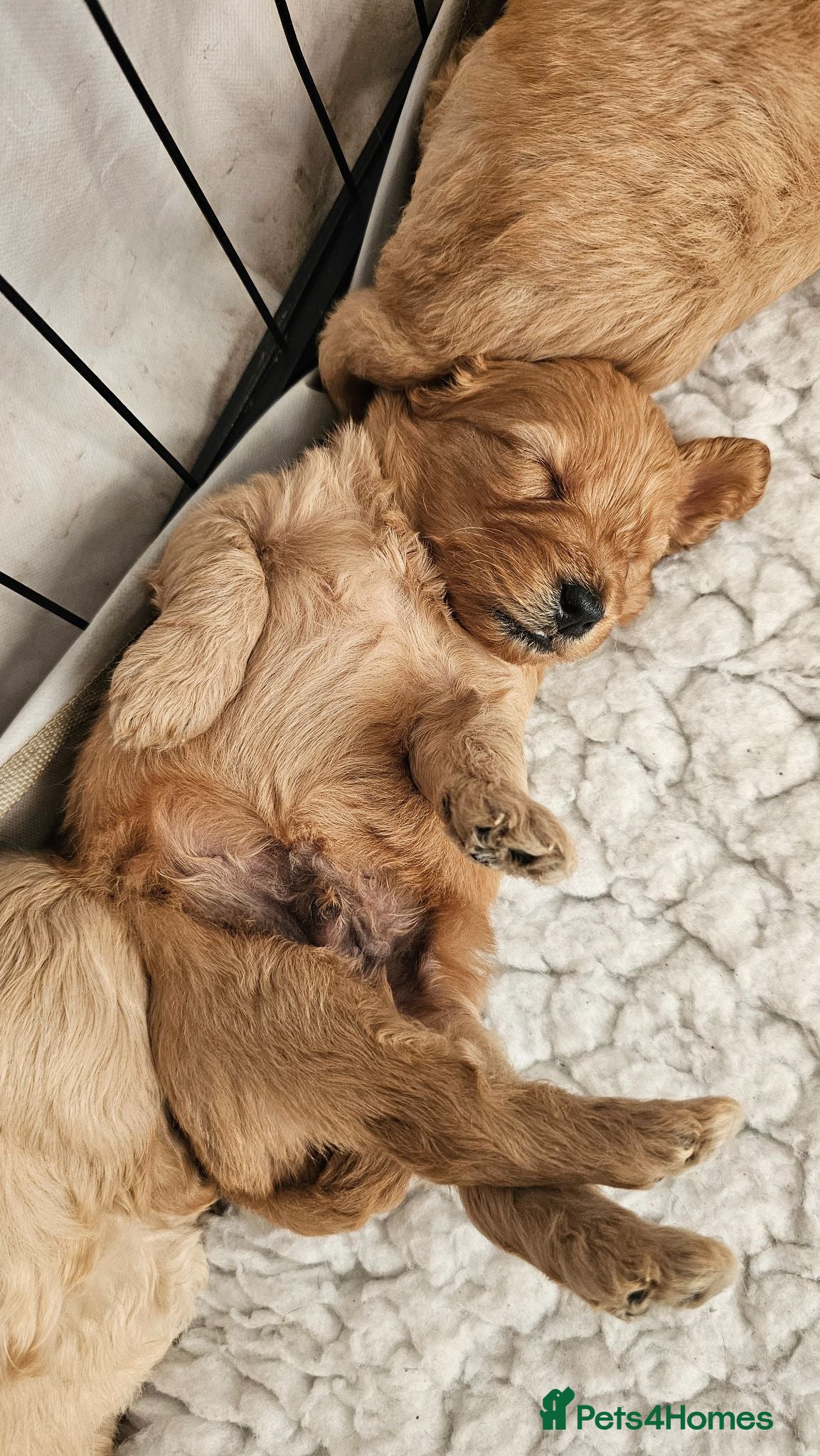 Mini Goldendoodle dogs Beautiful Mini Golden doodles available - Advert 1