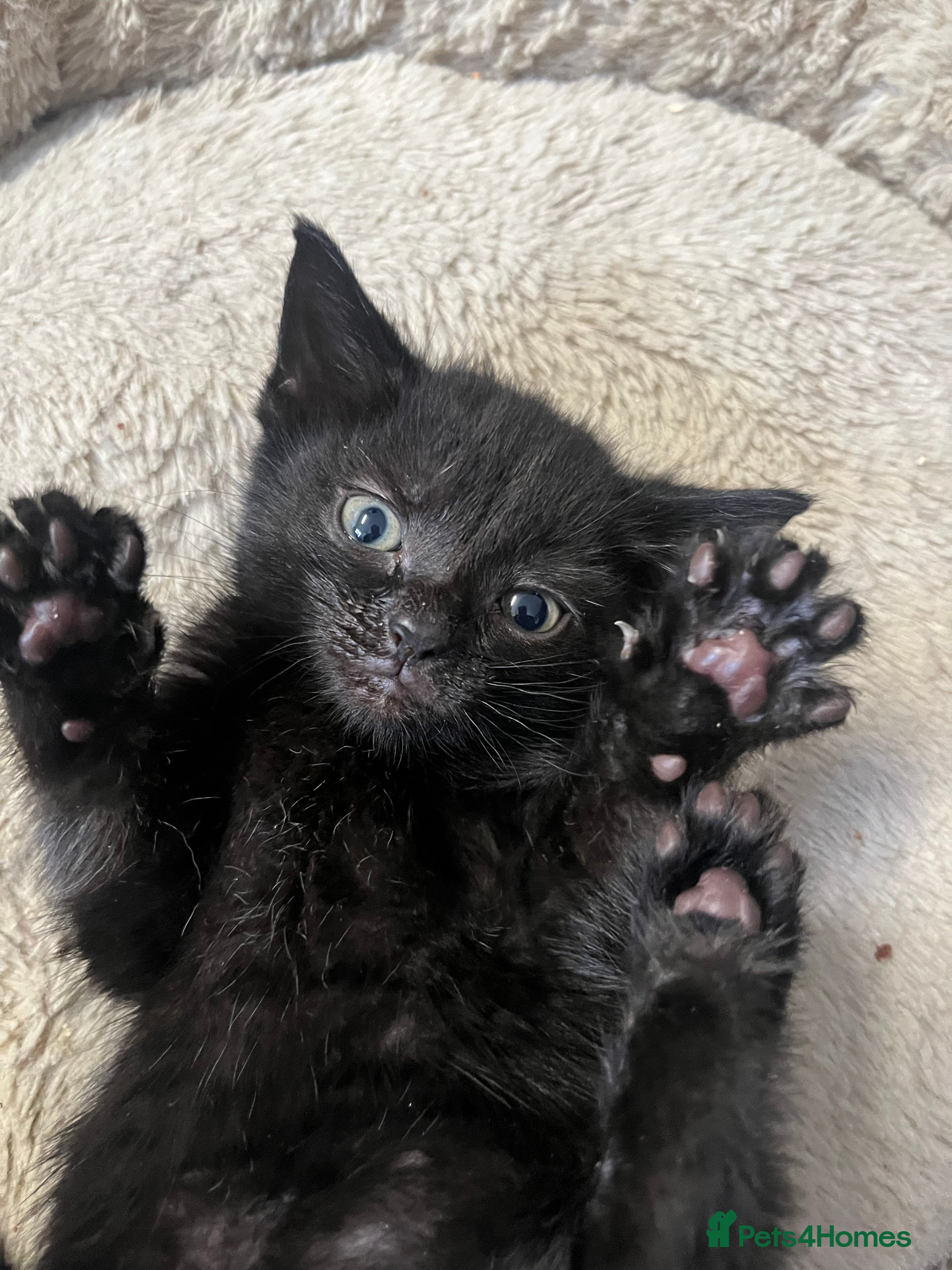 Mixed Breed cats 6 Week old Gorgeous kitten  - Advert 1