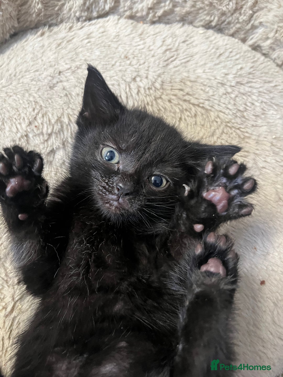 Mixed Breed cats for sale: 6 Week old Gorgeous kitten  - Advert 1