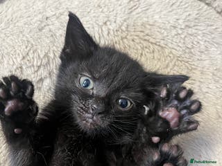 Mixed Breed cats 6 Week old Gorgeous kitten - Advert 16