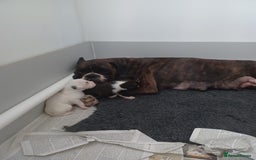 Boxer dogs for sale: Top Quality Boxer Puppies - Image 11