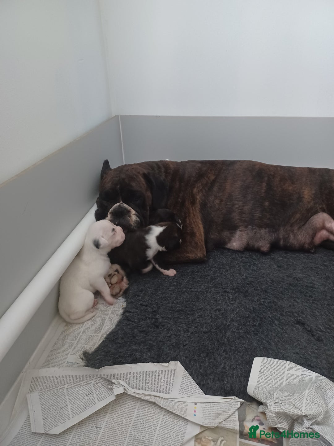 Boxer dogs for sale: Top Quality Boxer Puppies - Image 11