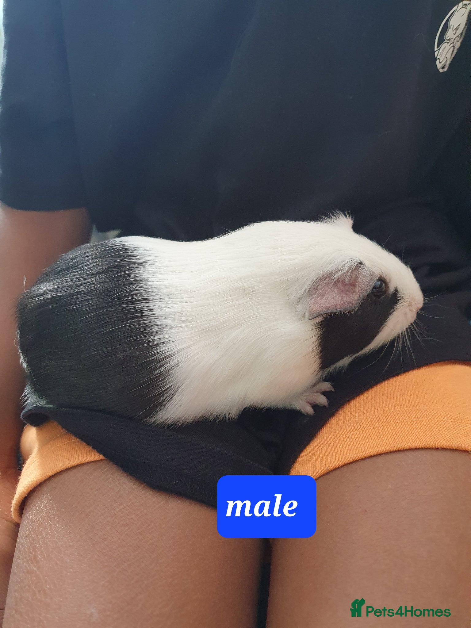 Guinea Pig rodents Guinea pigs - Advert 15