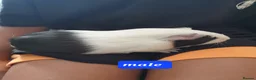 Guinea Pig rodents for sale: Guinea pigs - Advert 8