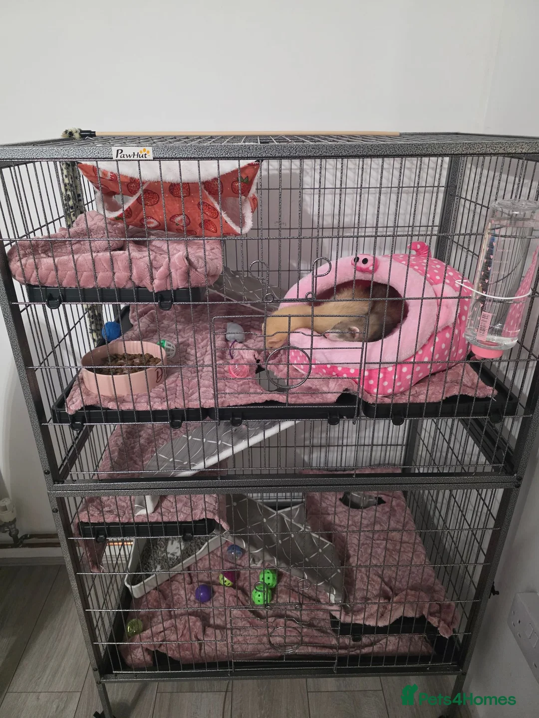 Ferret rodents for sale: 2 jills for sale 8 and 10 weeks old - Advert 2
