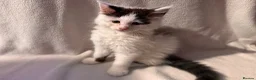 Maine Coon cats for sale: Stunning Maine coon kittens  - Advert 4