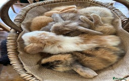 Mini Lion Lop rabbits for sale: Pure bred mini lop bunnies in Uckfield - Image 2